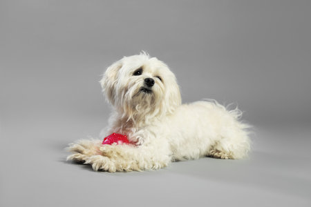 Cute white Maltese dog with toy on light grey backgroundの写真素材