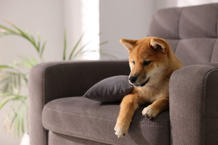 Cute Shiba Inu puppy on armchair at home, space for textの写真素材