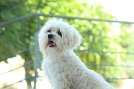 Cute white dog at home. Adorable pet