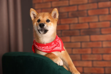 Cute Shiba Inu puppy with red bandana on armchair at homeの写真素材