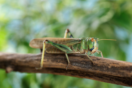 One locust on branch outdoors, closeup. Wild insectの写真素材
