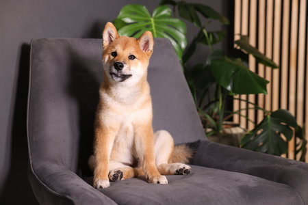 Cute Shiba Inu puppy on armchair at homeの写真素材