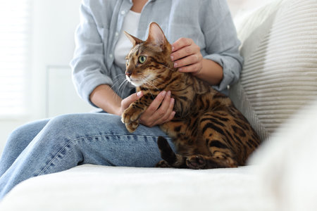 Woman with cute Bengal cat on sofa at home, closeup. Adorable pet