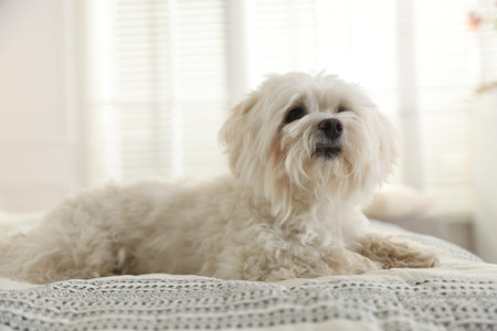 Cute white Maltese dog on bed at homeの写真素材