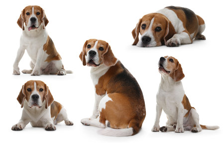 Cute Beagle dog on white background, collage of photosの写真素材