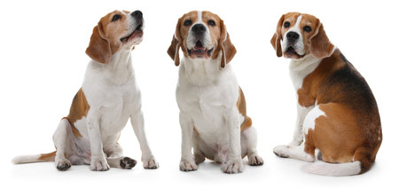 Cute Beagle dog on white background, collageの写真素材