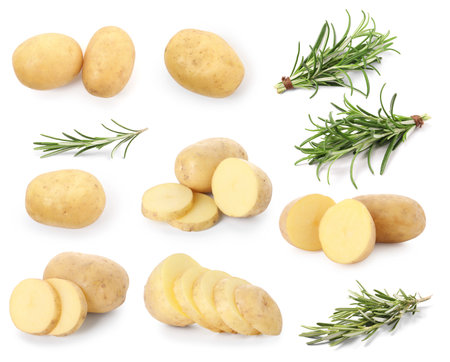 Fresh raw potatoes and rosemary isolated on white, collageの写真素材