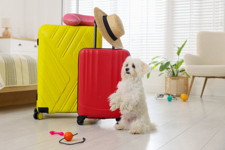 Pet hotel. Cute Maltese dog and suitcases with personal belongings on floor indoorsの写真素材