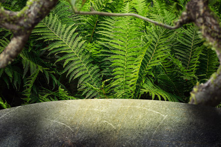 Gray surface in jungle. Empty space against green fern leaves.の写真素材