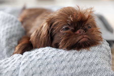 Cute Griffon puppy on pet bed indoorsの写真素材