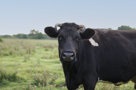 Beautiful black cow with white spots in meadow.の写真素材
