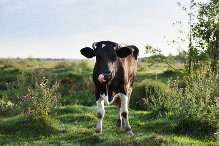 Beautiful black cow with white spots in meadowの写真素材