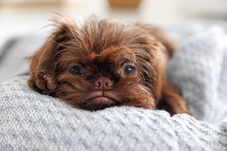 Cute Griffon puppy on pet bed indoorsの写真素材