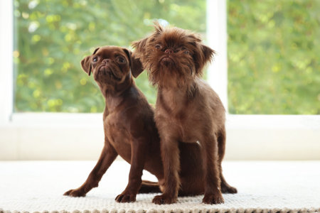 Cute Griffon puppies on rug near window indoorsの写真素材