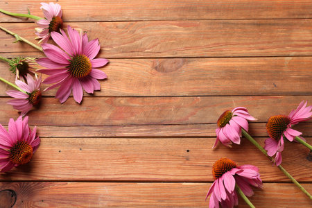 Beautiful Echinacea flowers on wooden table, flat lay. Space for textの写真素材