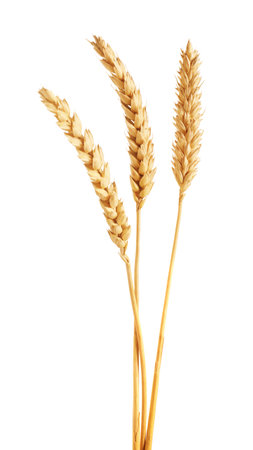 Three golden wheat ears isolated on whiteの写真素材