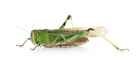 One locust on white background. Wild insectの写真素材