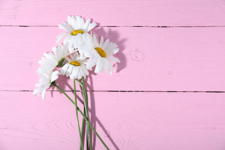 Beautiful chamomile flowers on pink wooden table, flat lay. Space for textの写真素材