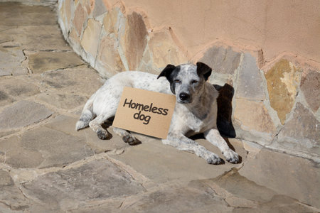 Homeless dog with cardboard sign lying on stone surface outdoors. Lonely pet