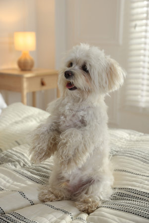 Cute white Maltese dog on bed at homeの写真素材