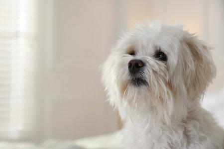 Cute white Maltese dog at home