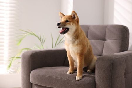 Cute Shiba Inu puppy on armchair at homeの写真素材