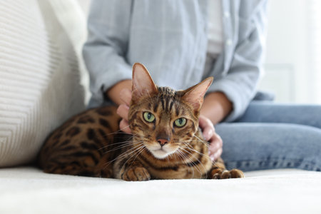 Woman with cute Bengal cat on sofa at home, closeup. Adorable petの写真素材