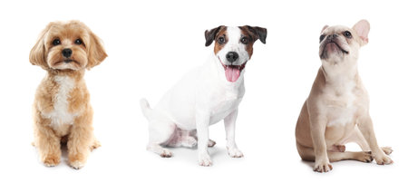 Cute dogs of different breeds isolated on white, collage