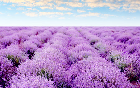 Lavender field with blooming flowers under beautiful skyの写真素材