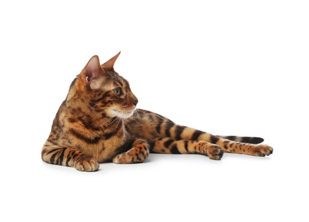 Cute Bengal cat on white background. Adorable pet
