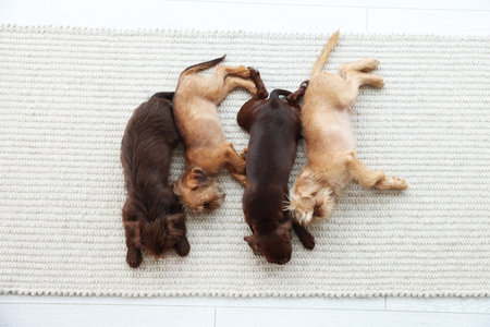 Cute Griffon puppies on rug, top viewの写真素材