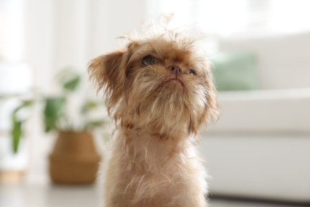 Cute Brussels Griffon puppy at home. Lovely pet
