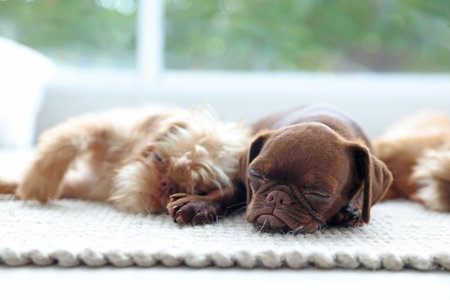Cute Griffon puppies on floor near window indoors