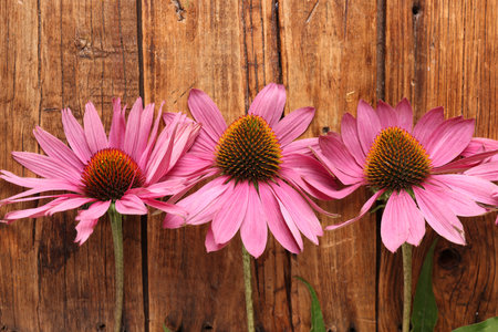 Many beautiful Echinacea flowers on wooden tableの写真素材