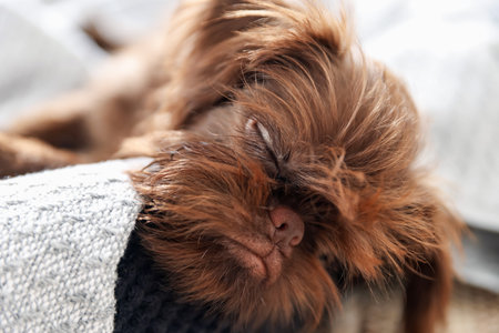 Cute Griffon puppy on pet bed indoorsの写真素材