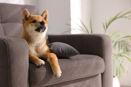 Cute Shiba Inu puppy on armchair at home, space for textの写真素材