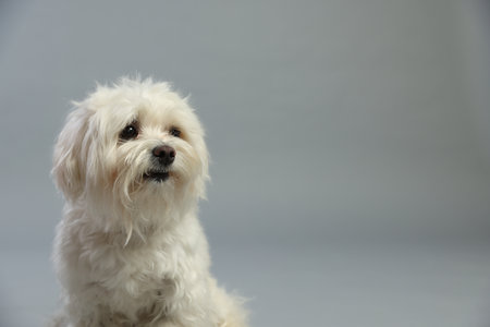 Cute white Maltese dog on light gray background, space for textの写真素材