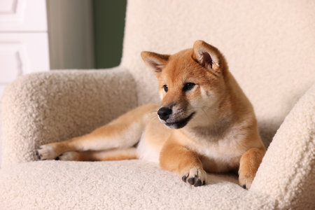 Cute Shiba Inu puppy on armchair at homeの写真素材
