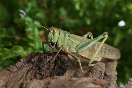 One locust on snag outdoors, closeup. Wild insectの写真素材