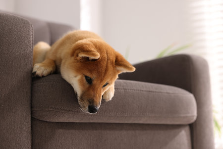 Cute Shiba Inu puppy on armchair at home, space for textの写真素材