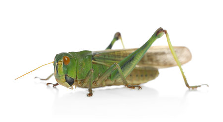 One locust on white background. Wild insectの写真素材