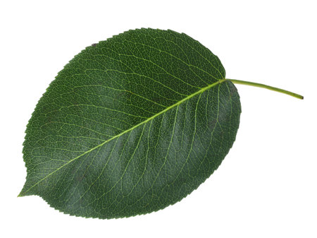 Green pear tree leaf isolated on white