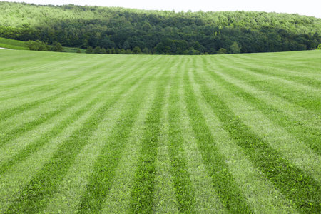 Fresh green lawn cut in stripes outdoorsの写真素材