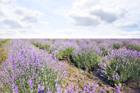 Lavender field with blooming flowers under beautiful skyの写真素材
