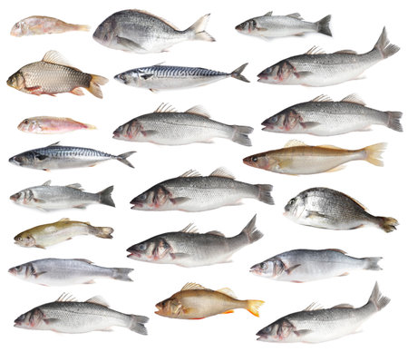 Different types of raw fish isolated on white, collageの写真素材