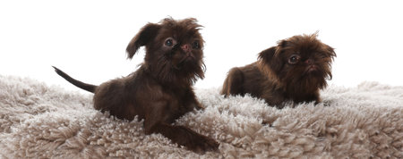 Cute Griffon puppies on rug against white backgroundの写真素材