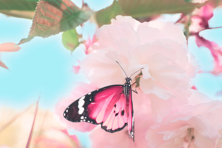Spring vibes. Beautiful butterfly sitting on pink tree blossomsの写真素材