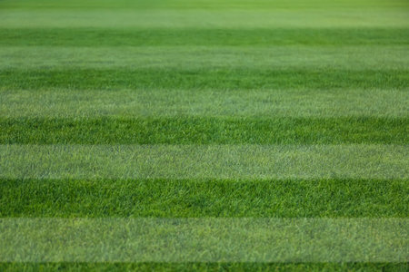 Fresh green lawn cut in stripes, closeup