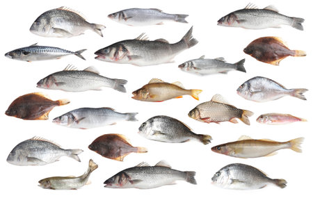 Different types of raw fish isolated on white, collageの写真素材