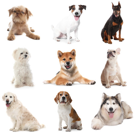 Cute dogs of different breeds isolated on white, collageの写真素材